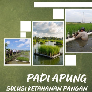 Padi Apung Solusi Ketahanan Pangan